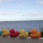 Rubber Duck Soap - Any Colour: Blue, Red, Pink,..