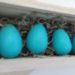 Bird Egg Collectors Edition